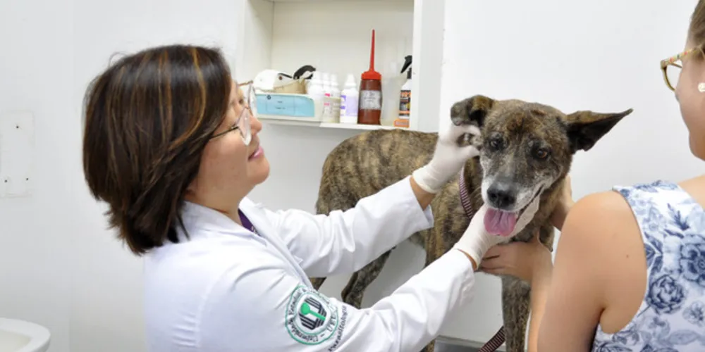Cada um tem sua característica de atendimento, desde cães e gatos até animais de grande porte e silvestres