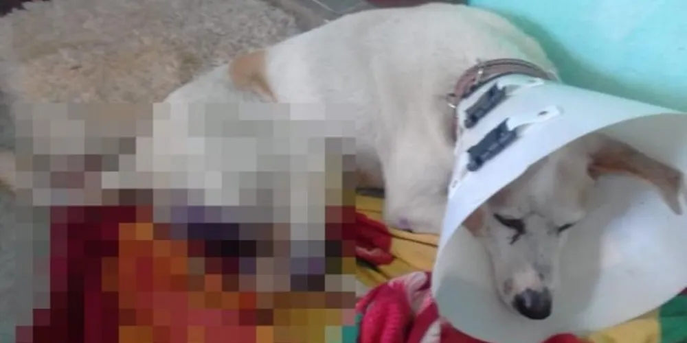 Cão era muito querido pela vizinhança e sofreu ataques  com golpes de facão