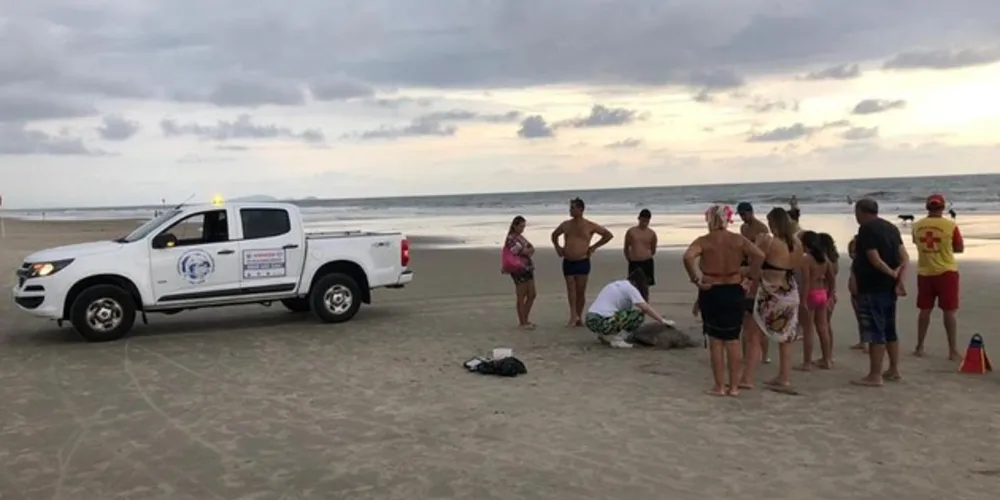 Tartaruga foi encontrada nesta quarta-feira (6) e ao que tudo indica, é um animal adulto