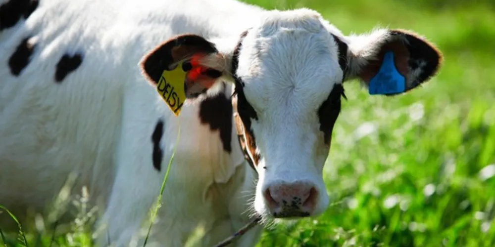 Imagem ilustrativa da imagem Produção animal na região avança 600%