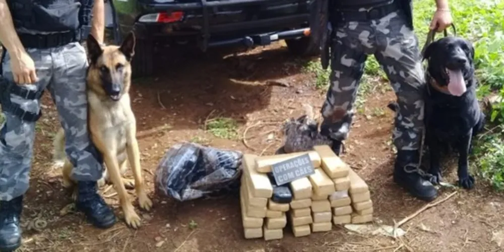Imagem ilustrativa da imagem Cães farejadores encontram 26 kg de maconha