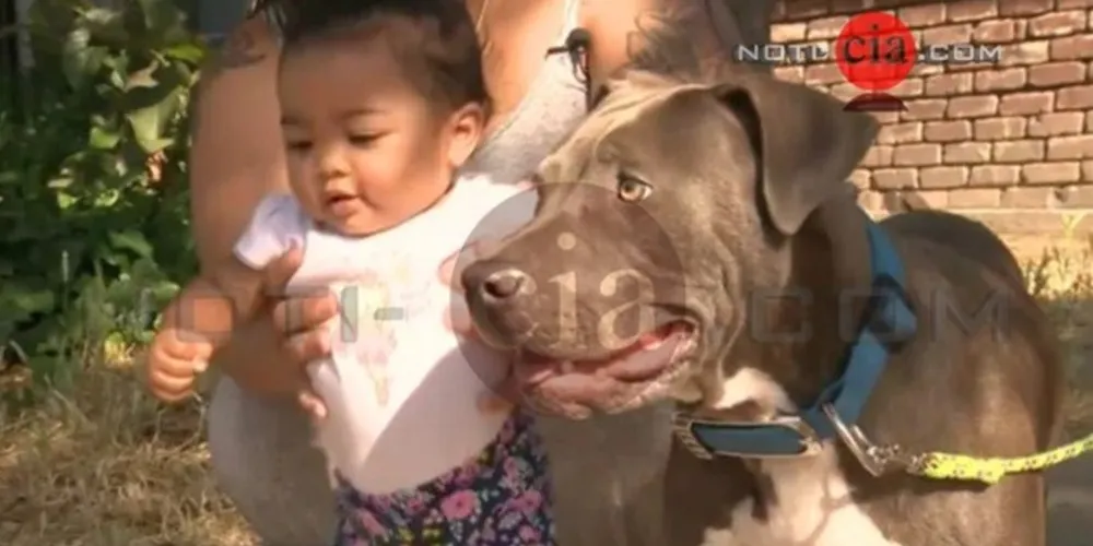 Cão salvou a vida de uma bebê de apenas sete meses! O caso aconteceu em Stockton nos Estados Unidos