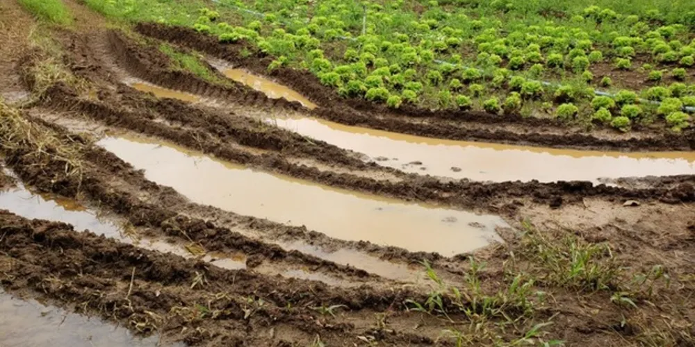 Há pelo menos três semanas as chuvas estão impactando a sua plantação