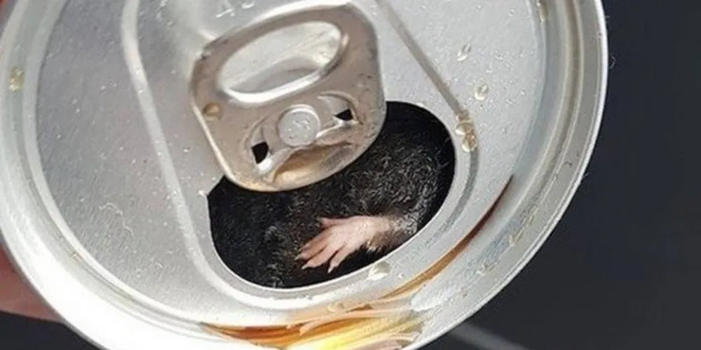Imagem ilustrativa da imagem Homem diz ter achado rato em lata de refrigerante