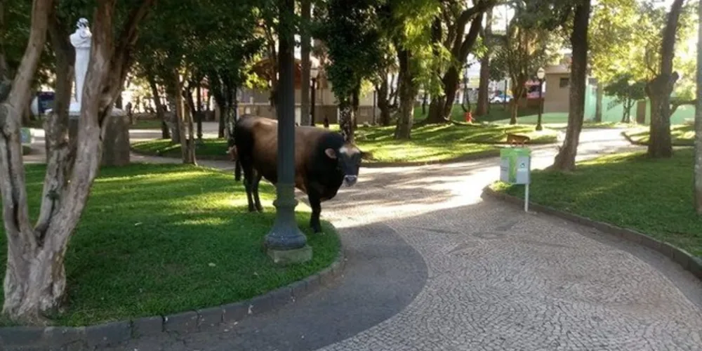 A presença do animal rendeu muitas selfies e, nas redes sociais, assunto chamou muito a atenção