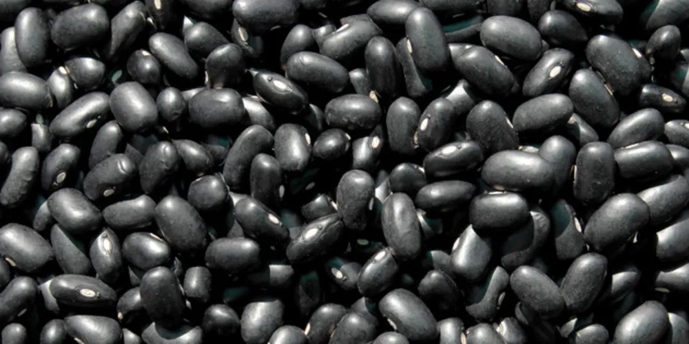 Além do Paraná, IPR Urutau é indicada para plantio nos estados do Rio Grande do Sul, Santa Catarina, São Paulo e Mato Grosso do Sul