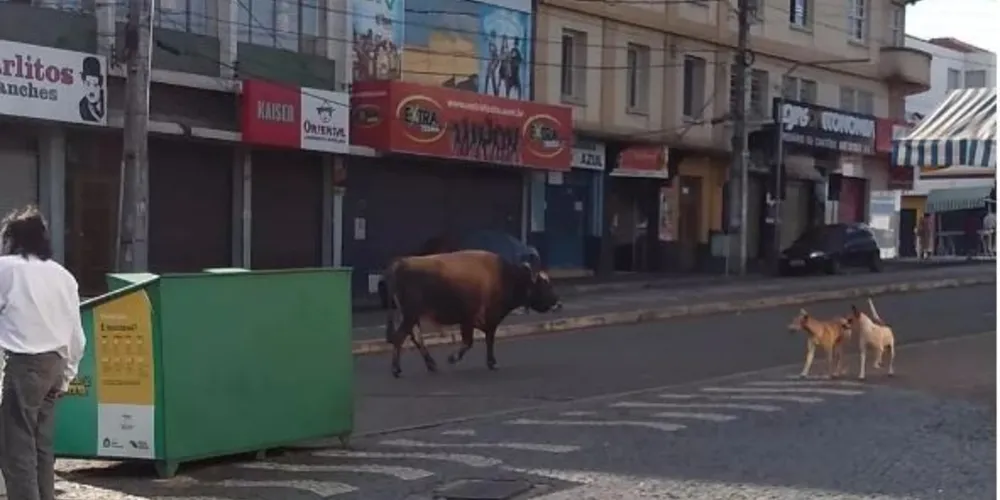 Proprietário do animal foi multado em R$ 80 nessa segunda-feira; caso teve repercussão nacional