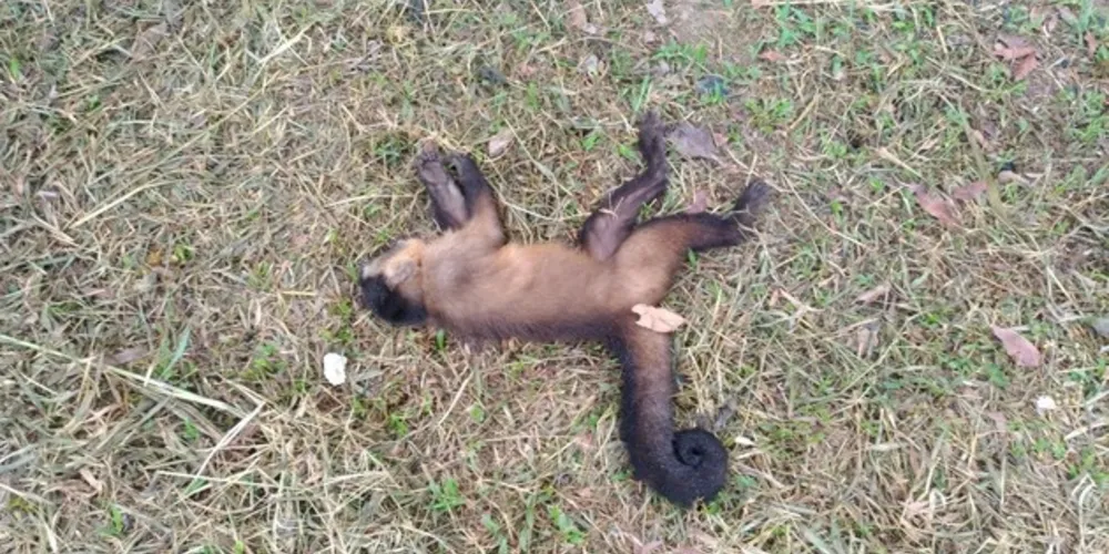 Até ontem, 18 macacos foram encontrados mortos no município