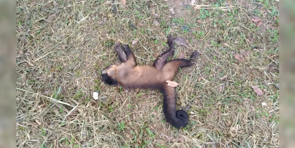 Até ontem, 18 macacos foram encontrados mortos no município