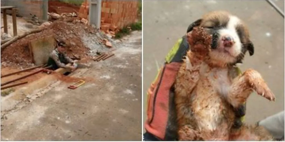Filhote de cão foi resgatado do interior de bueiro pelos bombeiros