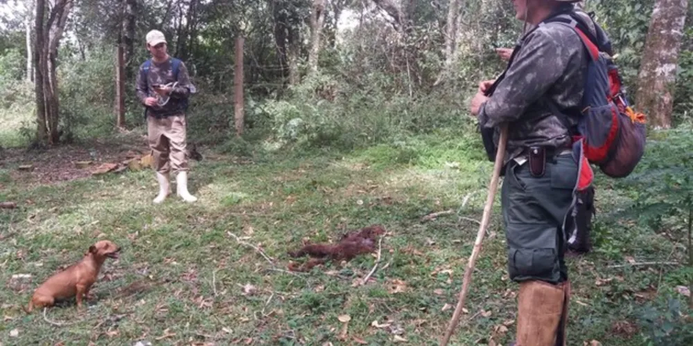 No fim do mês passado, macaco foi encontrado morto na área rural de Carambeí