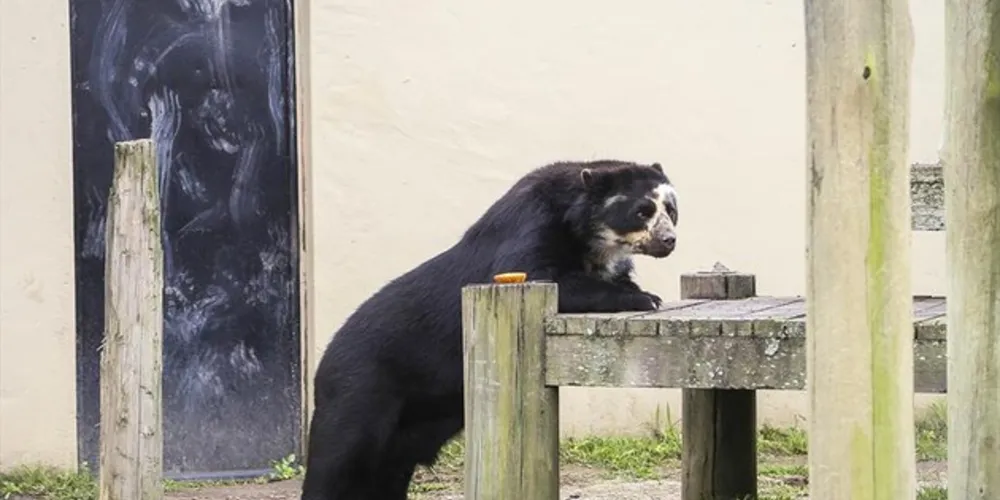 Foram 13 anos de convivência com o urso, que nasceu no interior de São Paulo e chegou ao zoo em 2006