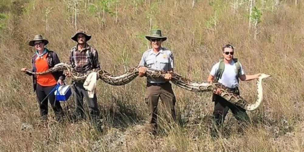 A cobra fêmea, capaz de engolir um cervo inteiro, continha 73 ovos em desenvolvimento