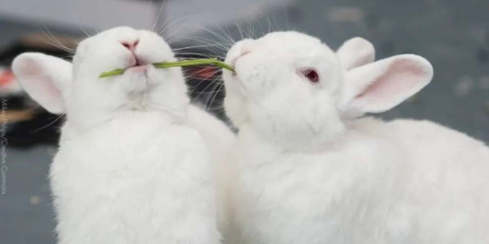 Compra de coelhos é comum nesta época do ano por serem animais símbolos da Páscoa