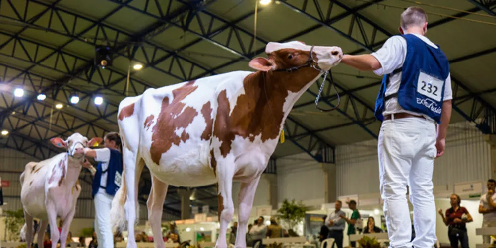 A inclusão do sêmen do Vermelho e Branco é a novidade do Catálogo de Touros 