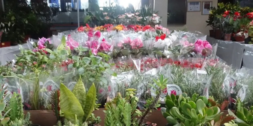 Exposição conta com mais de 300 especies diferentes de plantas