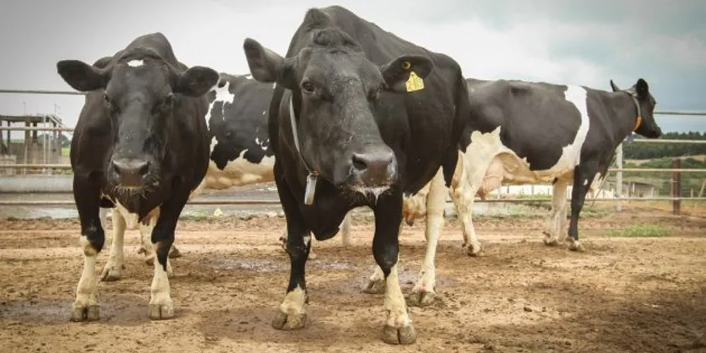 Entre 2008 e 2018, a Associação Paranaense de Criadores de Bovinos da Raça Holandesa (APCBRH) certificou 431 fêmeas