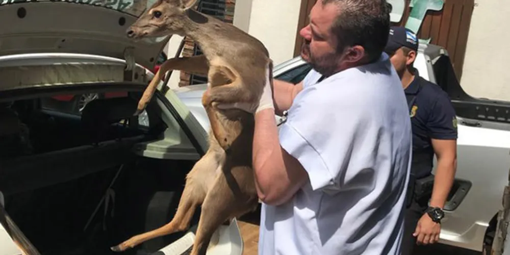 Cervo foi resgatado e levado a clínica veterinária especializada em animais silvestres