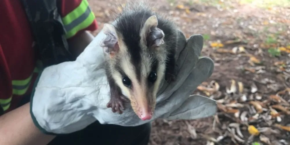Companhia mantém equipes de veterinários e biólogos em projeto ambiental exclusivo de proteção à fauna