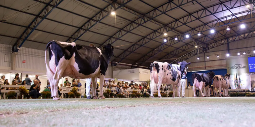 No total, são 194 da variedade Holandês Preto e Branco e 119 da Vermelho e Branco