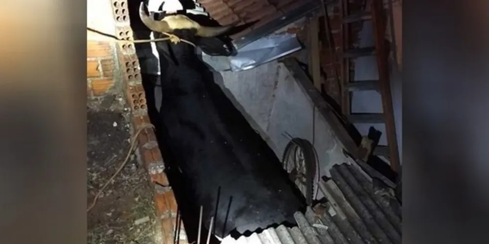 Animal caiu em um espaço usado como canil de um cachorro, mas ninguém saiu ferido.