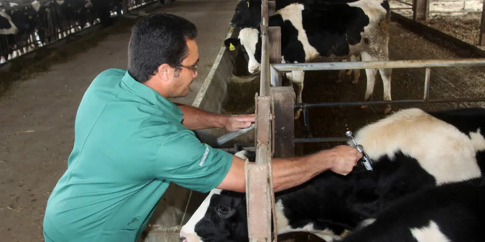 Vacinação é obrigatória para animais jovens de zero a 24 meses, bovinos e búfalos