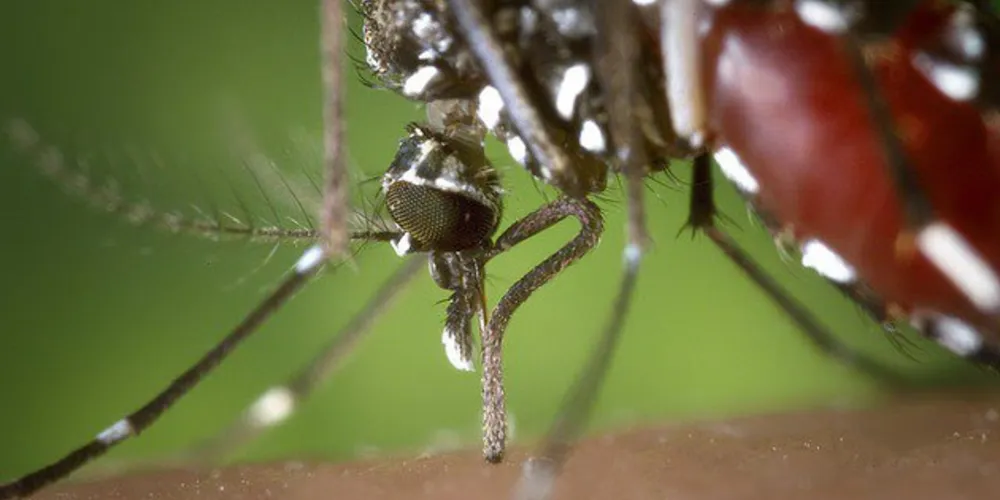 O boletim semanal mostra que são 5.938 casos confirmados de dengue no Paraná, contra 4.970 registrados na semana passada, portanto um aumento de 968 casos