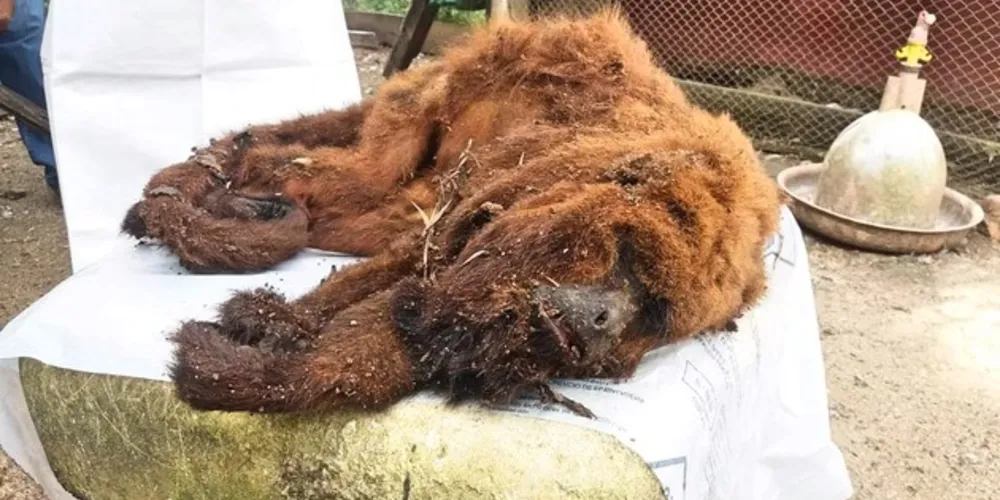 Animal encontrado no Alagados morreu em decorrência da febre amarela, afirma Vigilância Sanitária