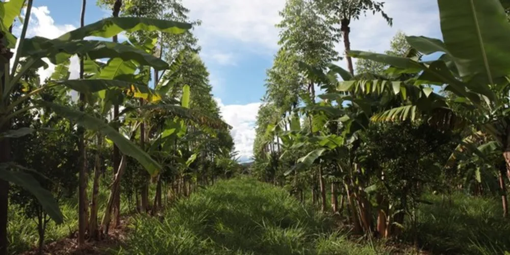 Sistema agroflorestal para produção orgânica de frutas