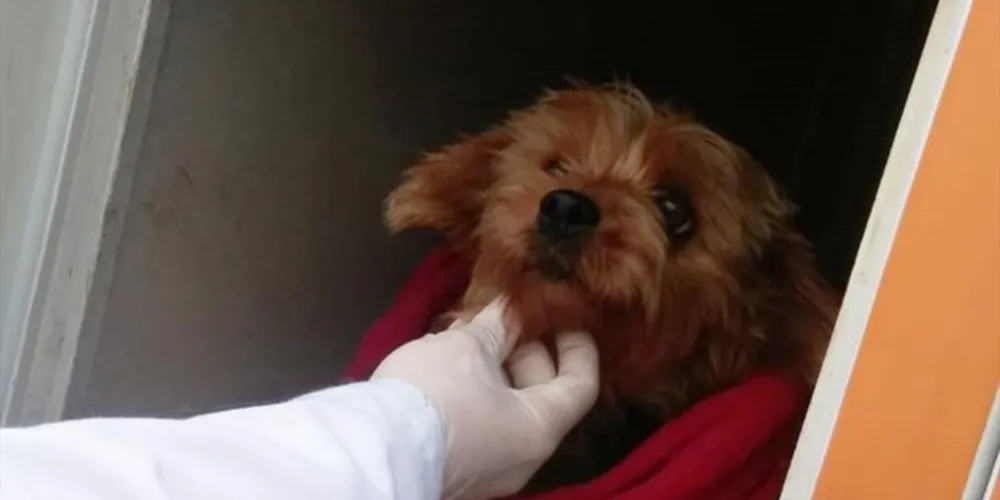 Foram encontrados 17 cachorros da raça yorkshire, entre machos, fêmeas prenhas e no cio e filhotes, que eram vendidos clandestinamente por um site na internet

