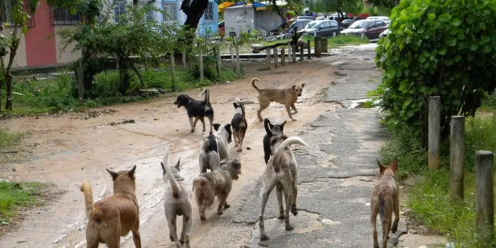 Os focos de combate ao problema, atualmente, concentram-se quase que unicamente nas castrações e vacinações