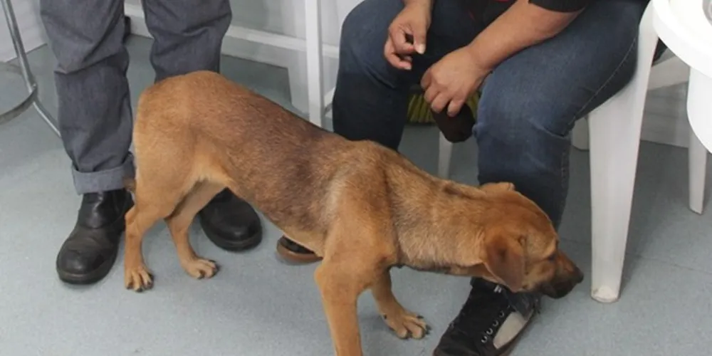 De novembro de 2018 a abril de 2019 as clínicas veterinárias e o Castramóvel realizaram os atendimentos