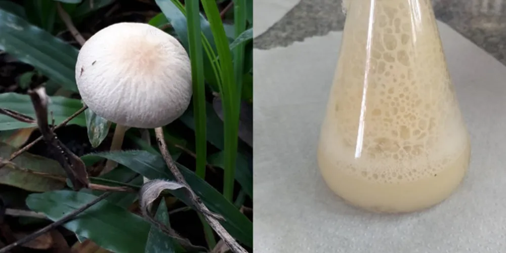 Imagem ilustrativa da imagem ‘Reino Fungi’ traz experimento e conceituação em PG