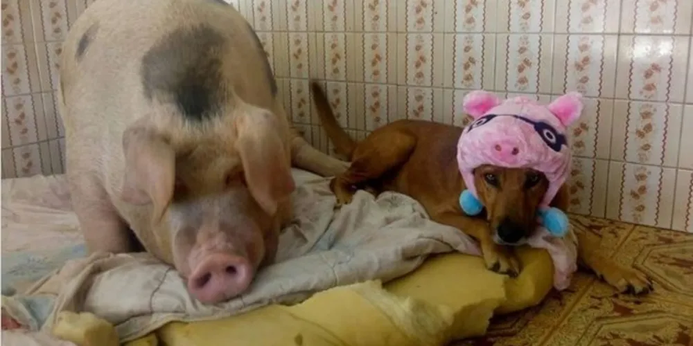 O animal virou caso de polícia, depois que uma vizinha fez uma denúncia à delegacia por crime ambiental