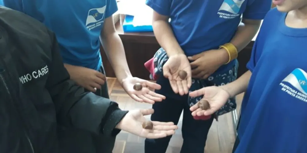Imagem ilustrativa da imagem Chocolate ajuda no ensino de frações em PG