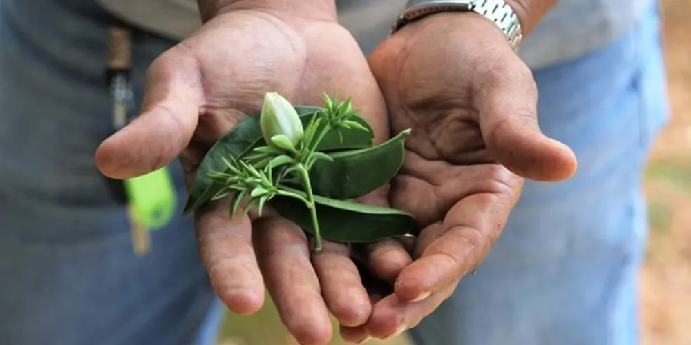 Horto surgiu com o intuito de cultivar as plantas para estudos e preparos de remédios pelos acadêmicos do curso de Farmácia