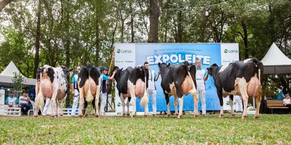 Região tem o melhor gado da raça holandesa do Brasil