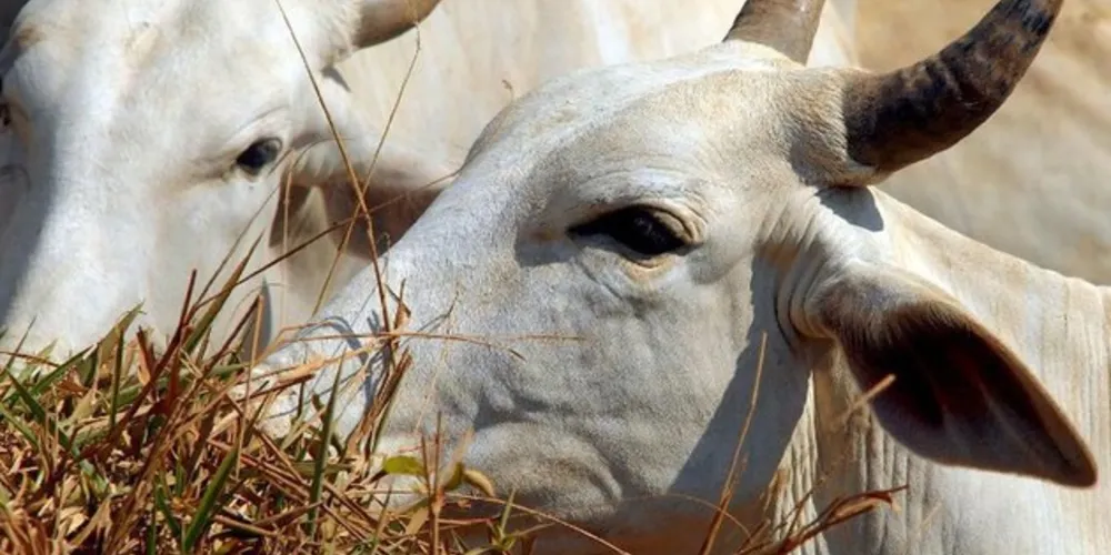 Medida ocorreu após a notificação de ocorrência de um caso de Encefalopatia Espongiforme Bovina, também conhecida como mal da vaca louca, no Mato Grosso