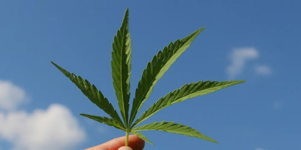 Cannabis sativa
