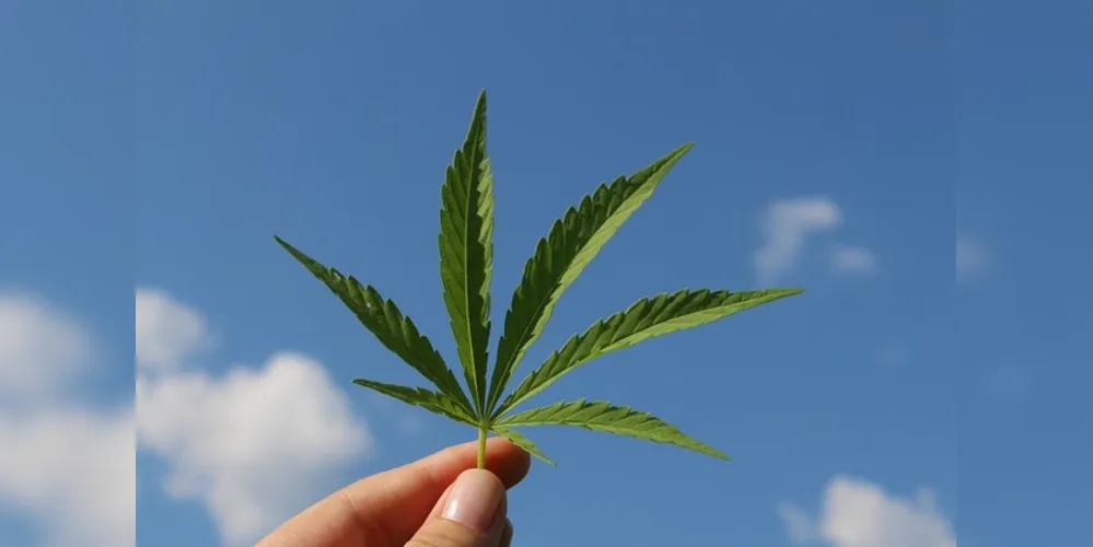 Cannabis sativa