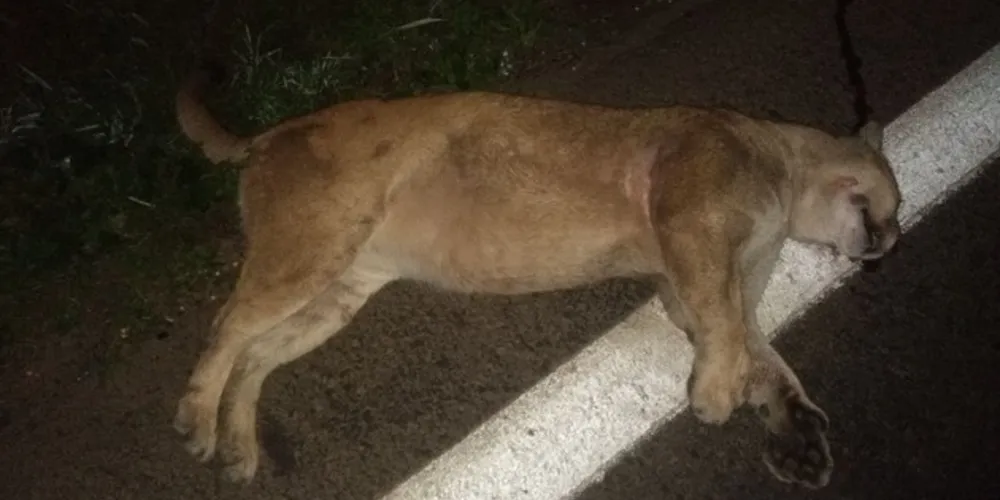 O acidente aconteceu por volta das 5 horas da manhã dessa quarta-feira (12), no km 319 da BR-277