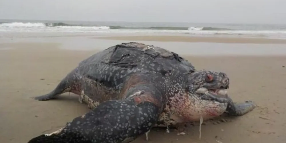 Animal pesava cerca de 300 kg e sua espécia está ameaçada de extinção

