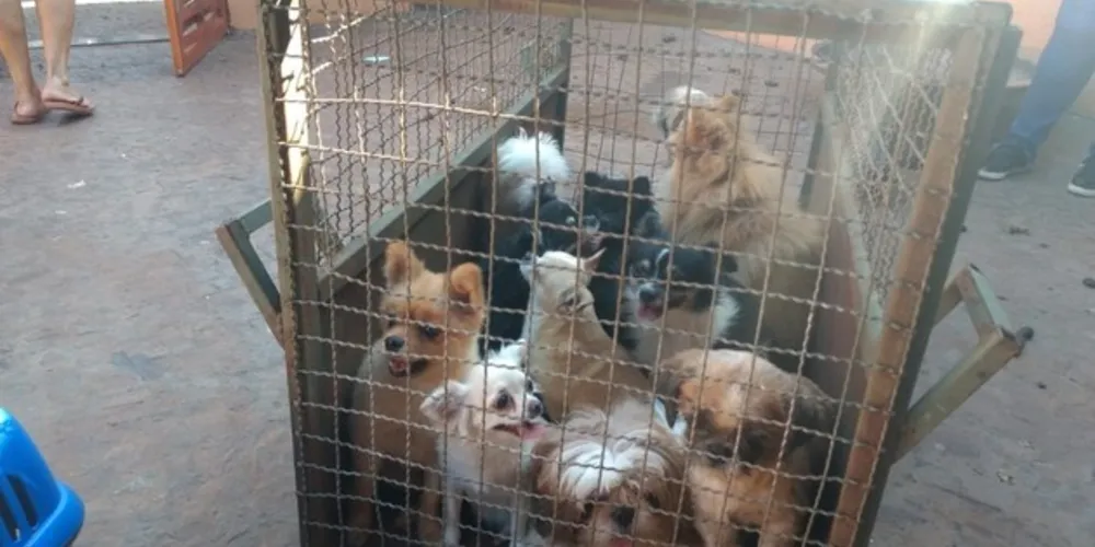 Objetivo da proposta, segundo seu autor, é coibir a produção em massa de animais