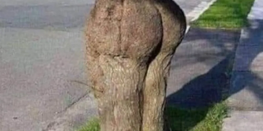 No Facebook e no Twitter a foto recebe vários compartilhamentos e comentários