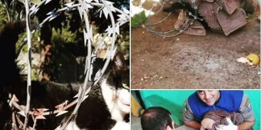 Equipe liberou o animal e realizou os curativos necessários pra que ele se recupere dos ferimentos