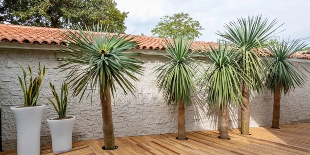 Nesta categoria destacam-se Espada de São Jorge; Dragoeiros e Aveloz-Palito-de-Fogo