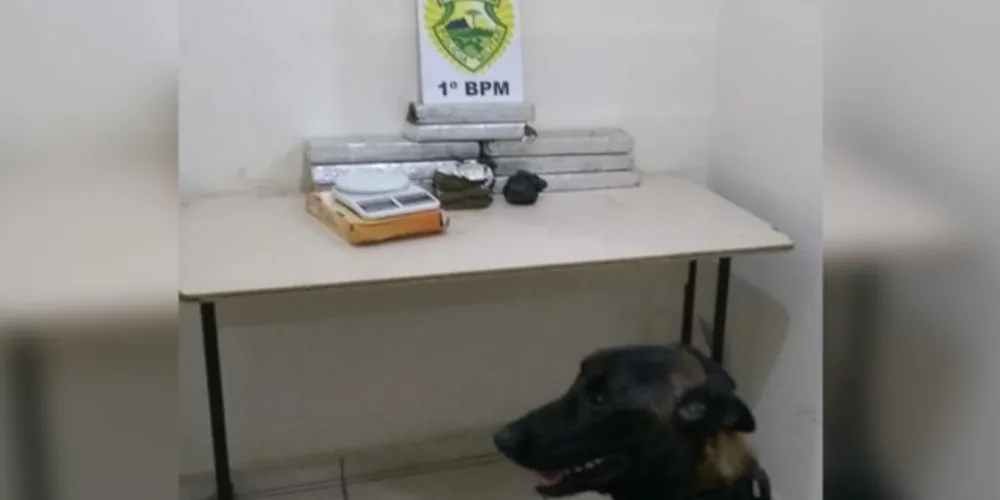 Imagem ilustrativa da imagem Cachorro da PM acha mais de 10 kg de maconha em Uvaranas