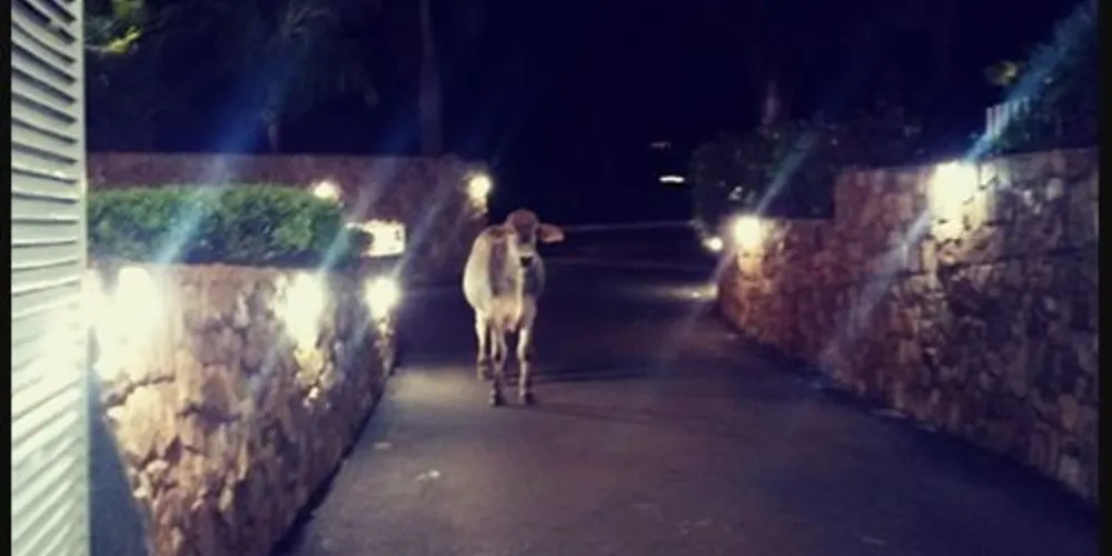 Situação chamou a atenção dos funcionários que resolveram fotografar o animal