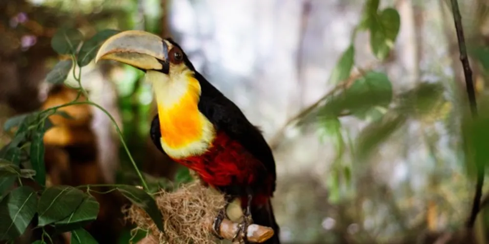 A Fauna dos Campos Gerais mostra a vida animal em exposição realizada pelo projeto Entre Campos
