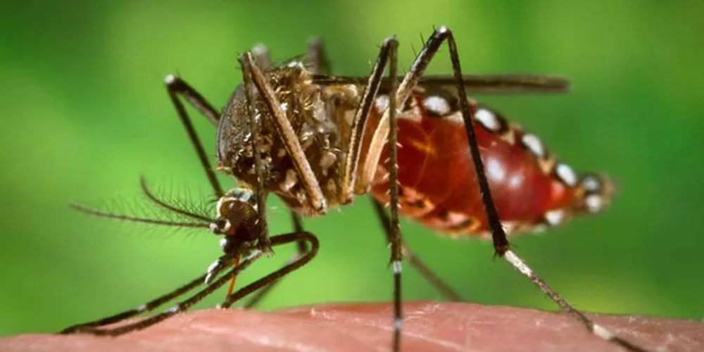 Boletim semanal divulgado nesta terça-feira (02)  registra uma nova morte por dengue no Paraná